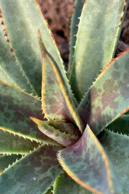  Mangave 'bloodspot' - En Pot De 4 Litres