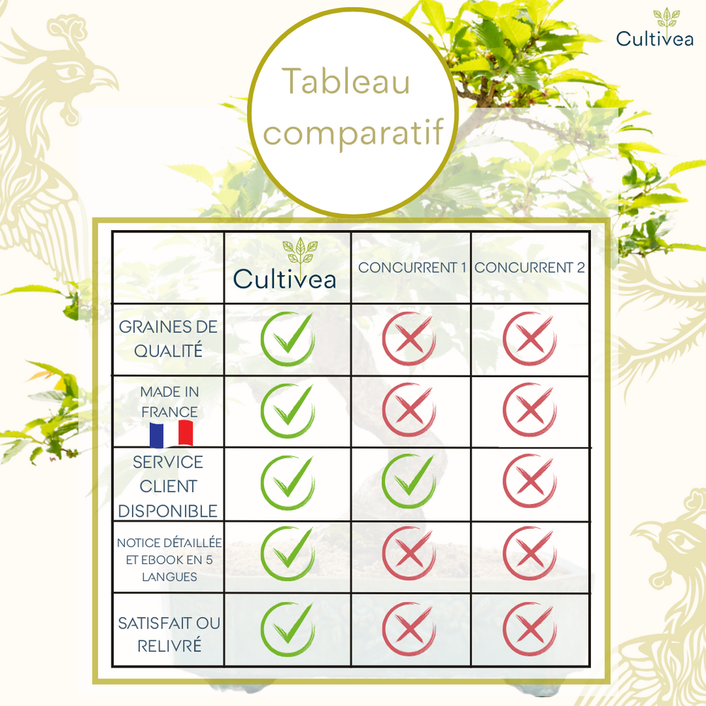  Cultivea- Kit First Bonsai Phoenix Tree Avec Accesoires