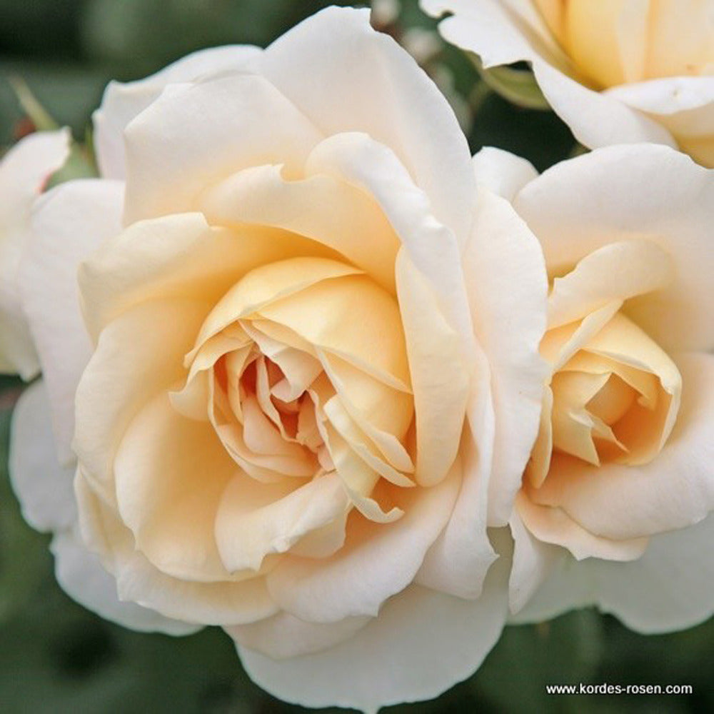  Kordes Rose Des Fées - Rosa 'lions - Rose'®
