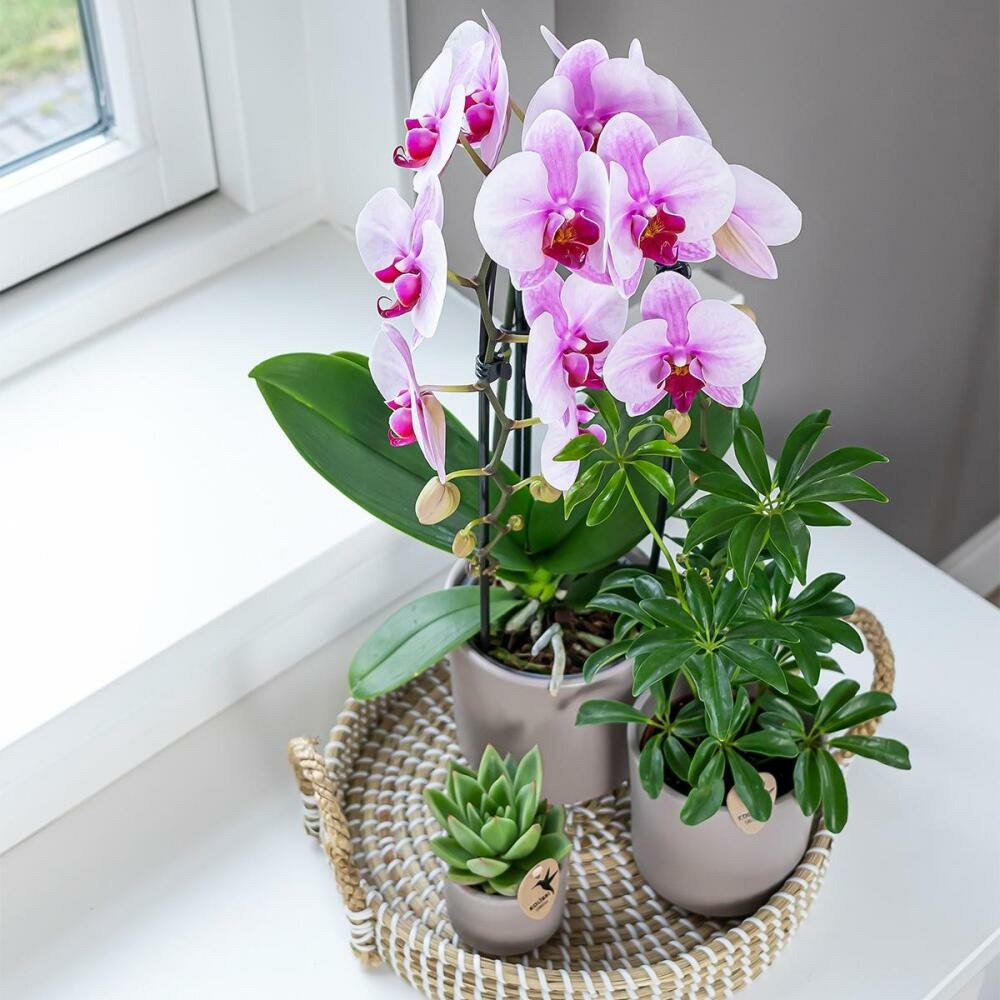  Orchidées Colibris - Orchidée Phalaenopsis Rose - Chute Du Niagara - Taille Du Pot 12cm