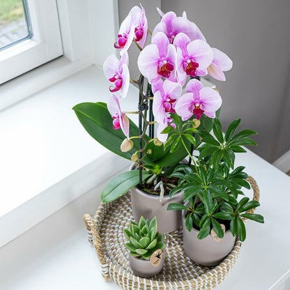  Orchidées Colibris - Orchidée Phalaenopsis Rose - Chute Du Niagara - Taille Du Pot 12cm