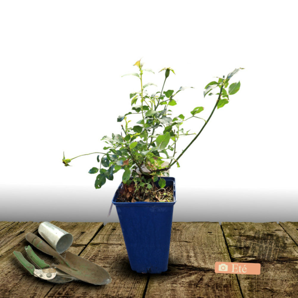  Rosier Arbustif Decorosier® Isalia® 'noat1804'/[-]pot De 2l - 40/60 Cm