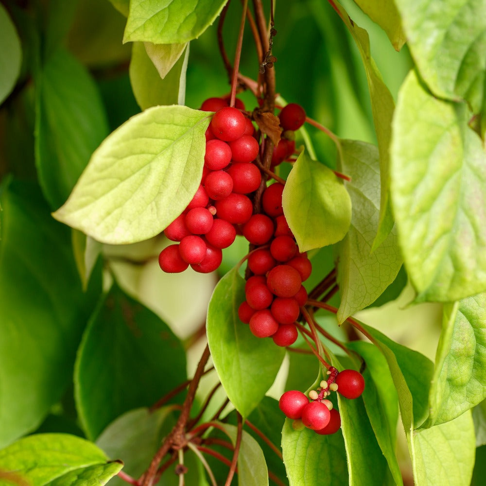  Fruit De La Vitalité - Le Pot / 2l / Hauteur Livrée 40-50cm
