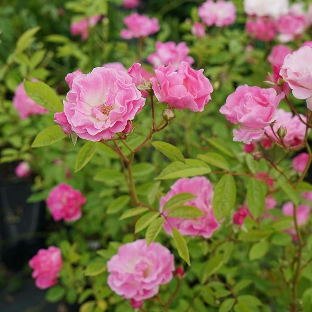  Rosier De Banks Rosea - Rosa Banksiae 3l - 60/90cm