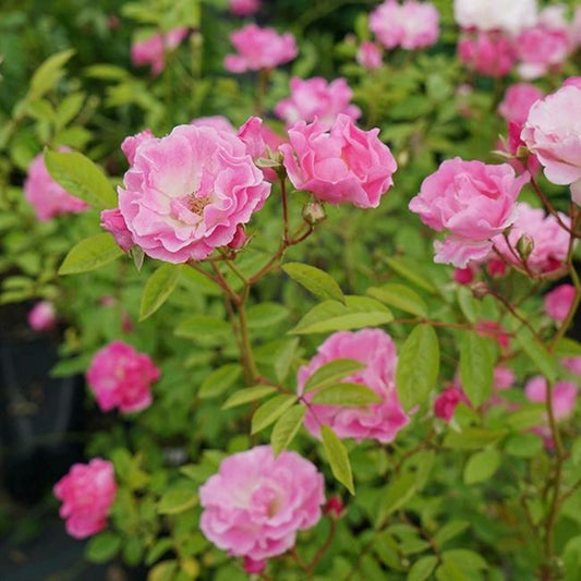  Rosier De Banks Rosea - Rosa Banksiae 3l - 60/90cm