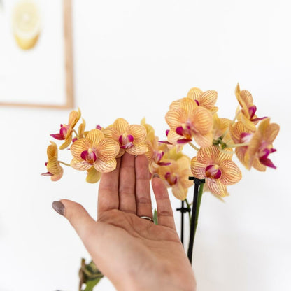  Kolibri Orchids Orchidée Phalaenopsis Orange - Bolzano + Painted Stripe Pot Orange - Taille Du Pot 9cm