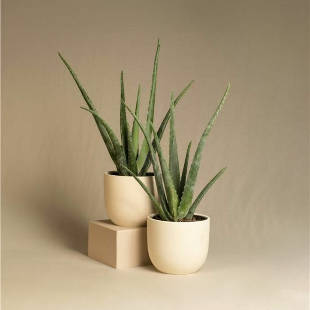  Aloe Vera - Set De 3 - Aloe Barbadensis - Hauteur 25-40cm - ⌀10,5cm