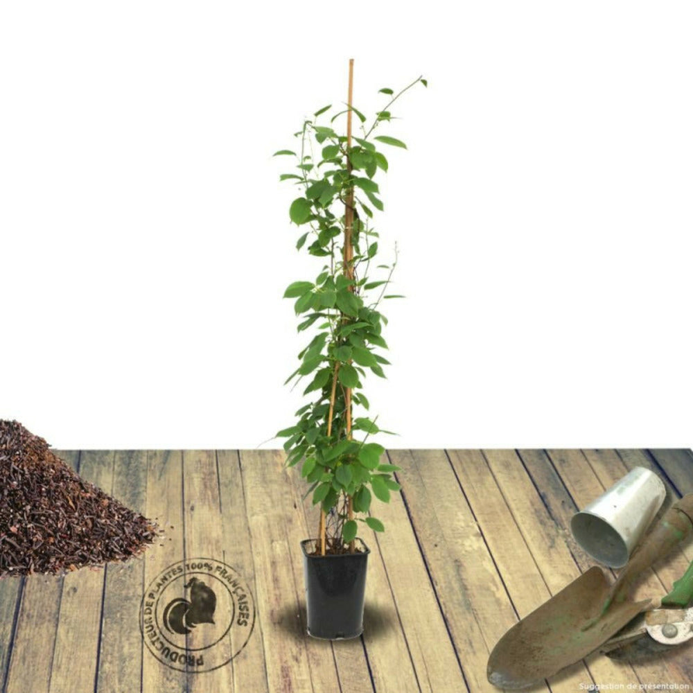  Kiwi De Sibérie Arguta Issaï (autofertile)/[-]pot De 3l - Echelle Bambou 60/120 Cm