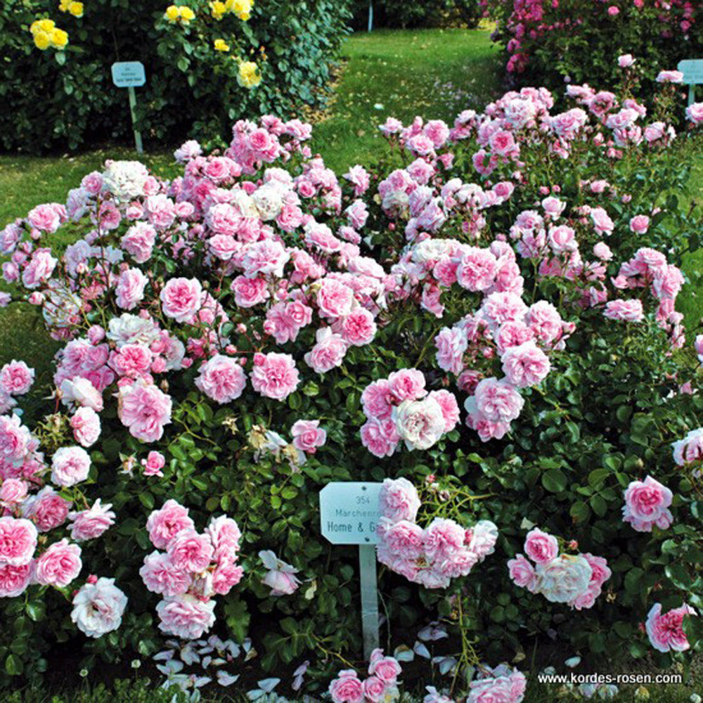  Rosier Kordes - Rosa 'home And Garden'®