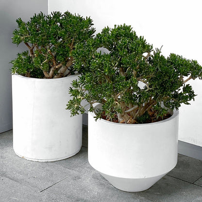  Arbre De Jade - Crassula Ovata 'minor' - Hauteur 30-35cm - ⌀17cm