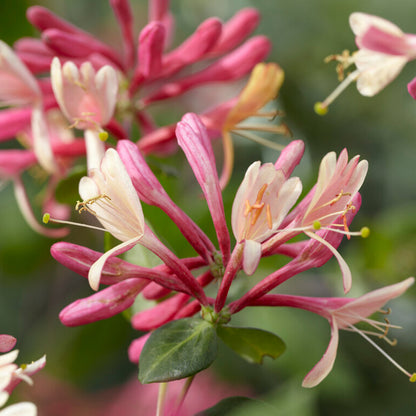  Lot De 2 - Lonicera Heckrottii Goldflame - Chèvrefeuille - Rouge, Jaune - Pot 15cm - 70-80cm De Haut