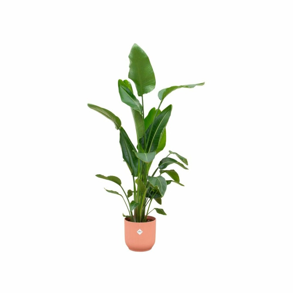  Strelitzia Nicolai 160cm Et Son Pot Rose - Hauteur 160cm