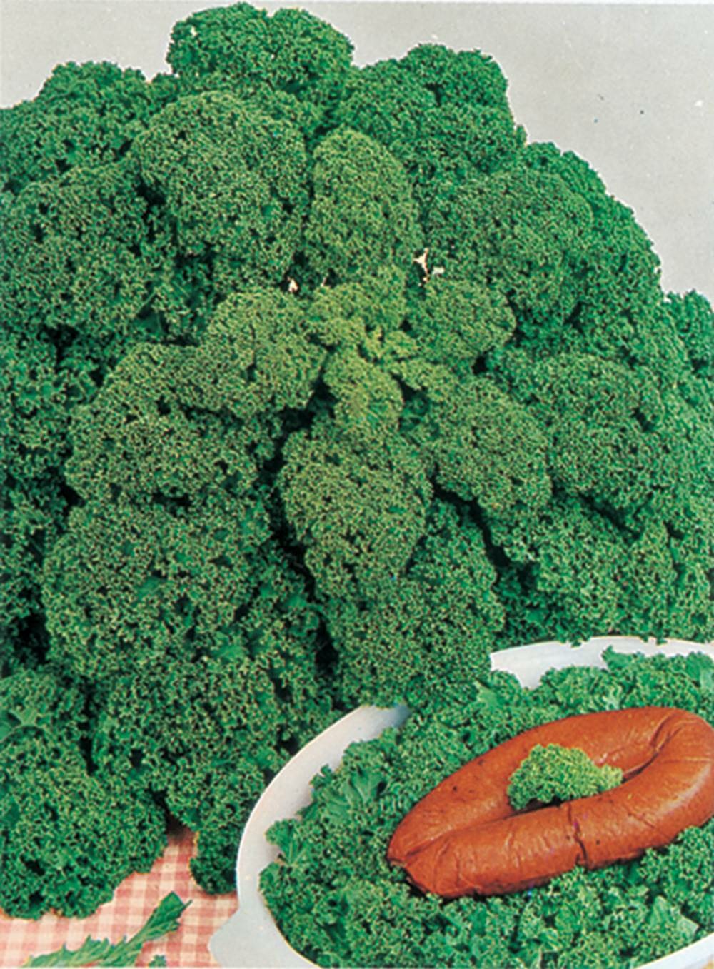  Chou Frise Vert Demi Nain - 3 G