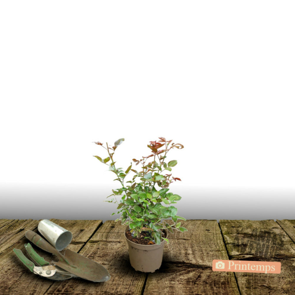  Rosier Arbustif Voluptia® Crazy Pink™ 'noa16071'/[-]pot De 3l - 30/60 Cm