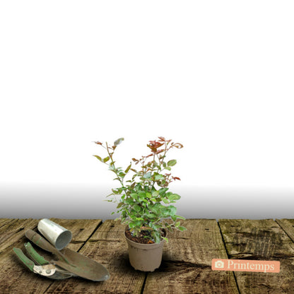  Rosier Arbustif Voluptia® Crazy Pink™ 'noa16071'/[-]pot De 3l - 30/60 Cm
