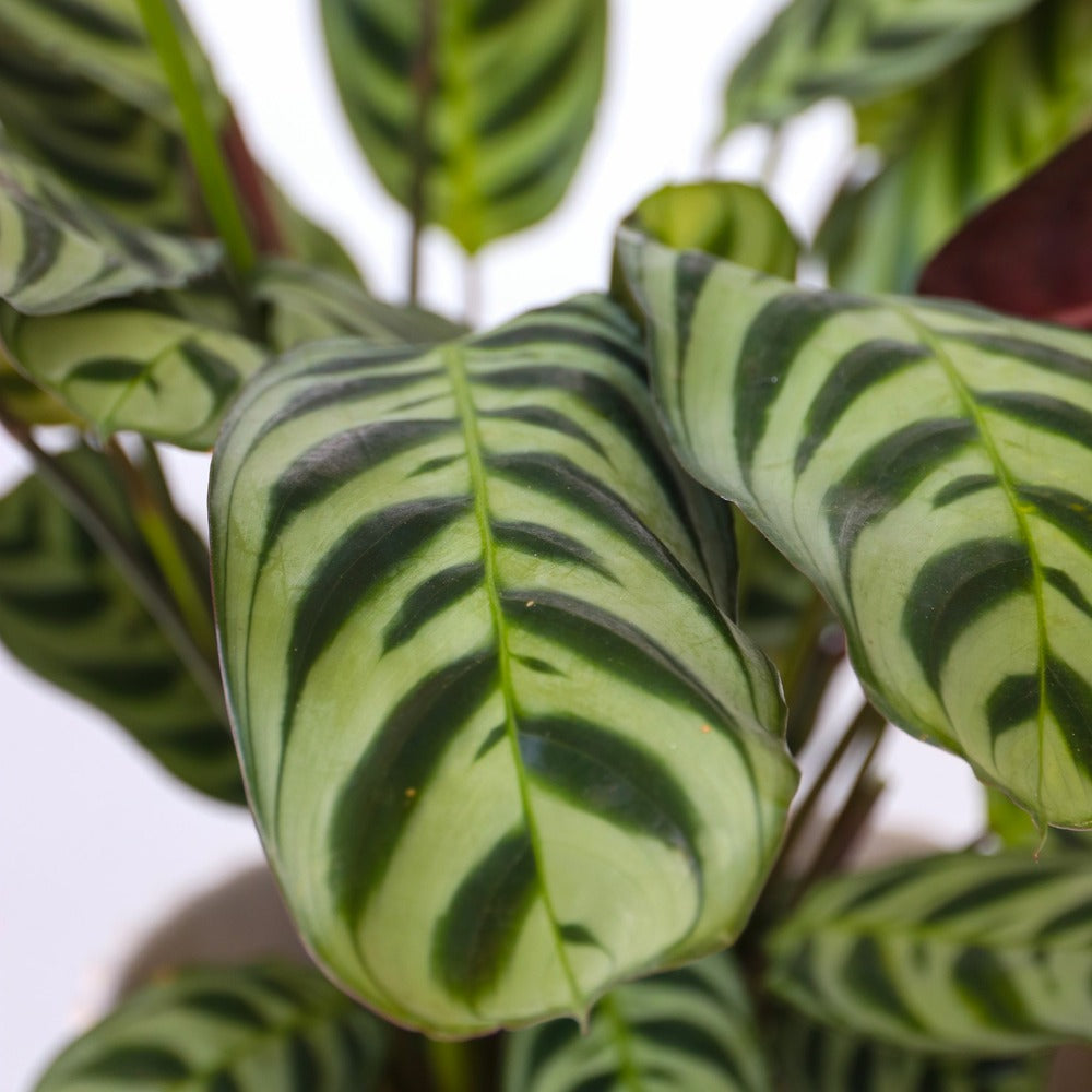  Plante Dormeuse - Set De 2 - Ctenanthe 'burle-marxii' - Hauteur 25-40cm - ⌀12cm