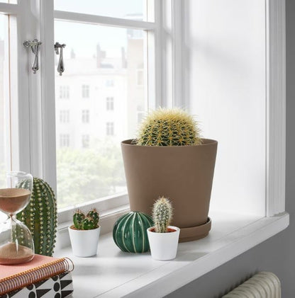  Cactus Mélange De 10 Pots H-7/15cm
