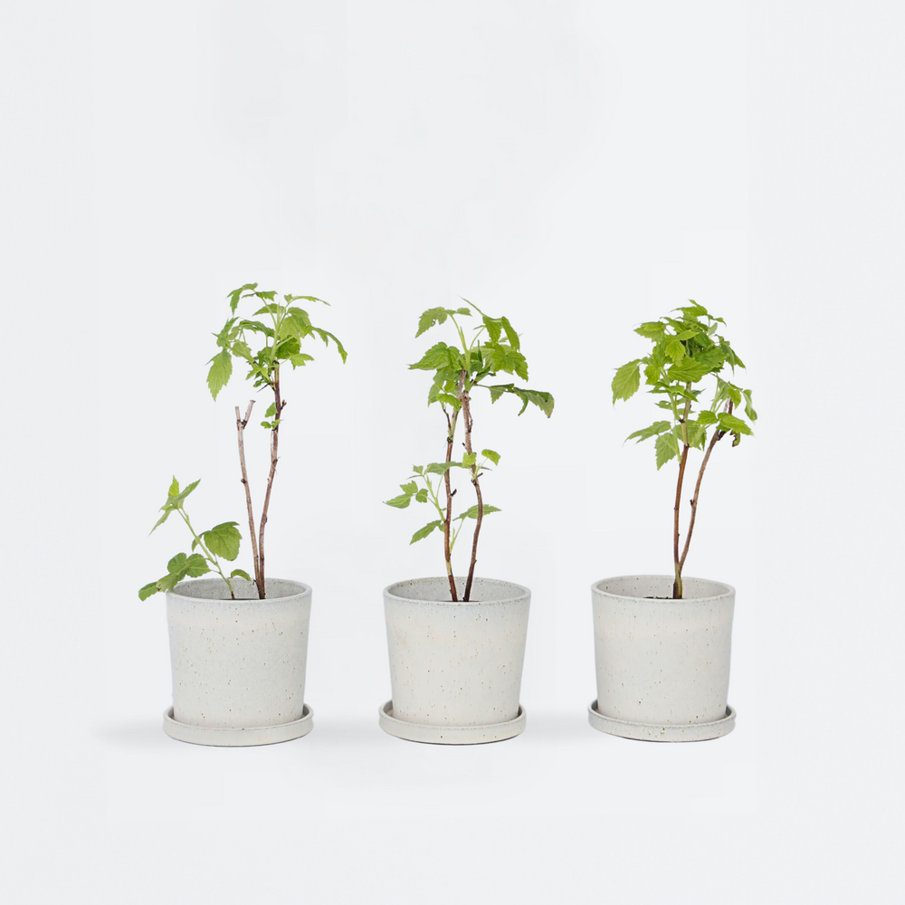  Framboisier - Set De 3 - Rubus Ideaus 'autumn Bliss' - Hauteur 25-40cm - ⌀9cm