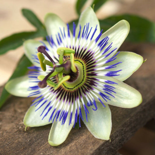  Passiflore Bleue/[-]pot De 2l - Tuteur Bambou 60/90 Cm