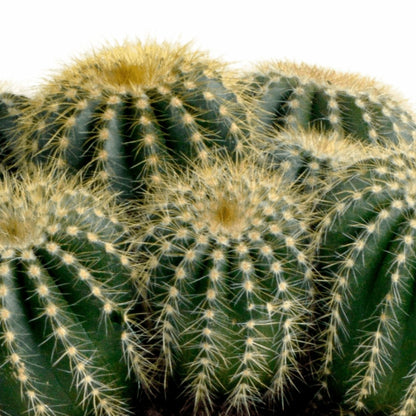  Parodia Warasii - Cactus D'intérieur