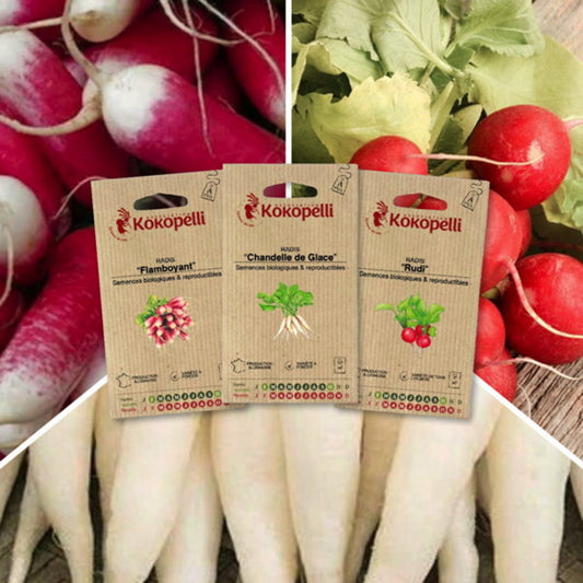  Radis Aux Formes Variées - 3 Sachets De Graines Bio à Semer
