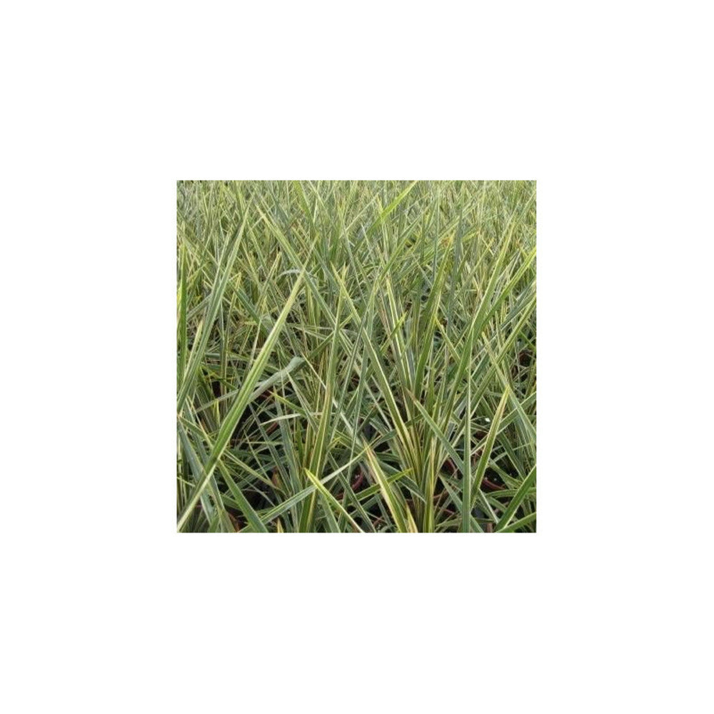  Cordyline Australe Torbay Dazzler/[-]pot De 7,5l - 60/80 Cm