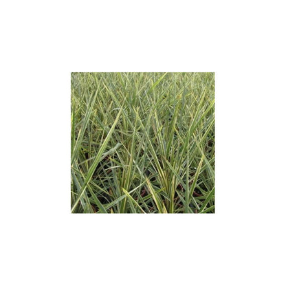  Cordyline Australe Torbay Dazzler/[-]pot De 7,5l - 60/80 Cm