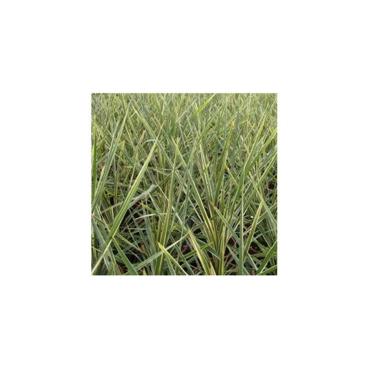  Cordyline Australe Torbay Dazzler/[-]pot De 7,5l - 60/80 Cm