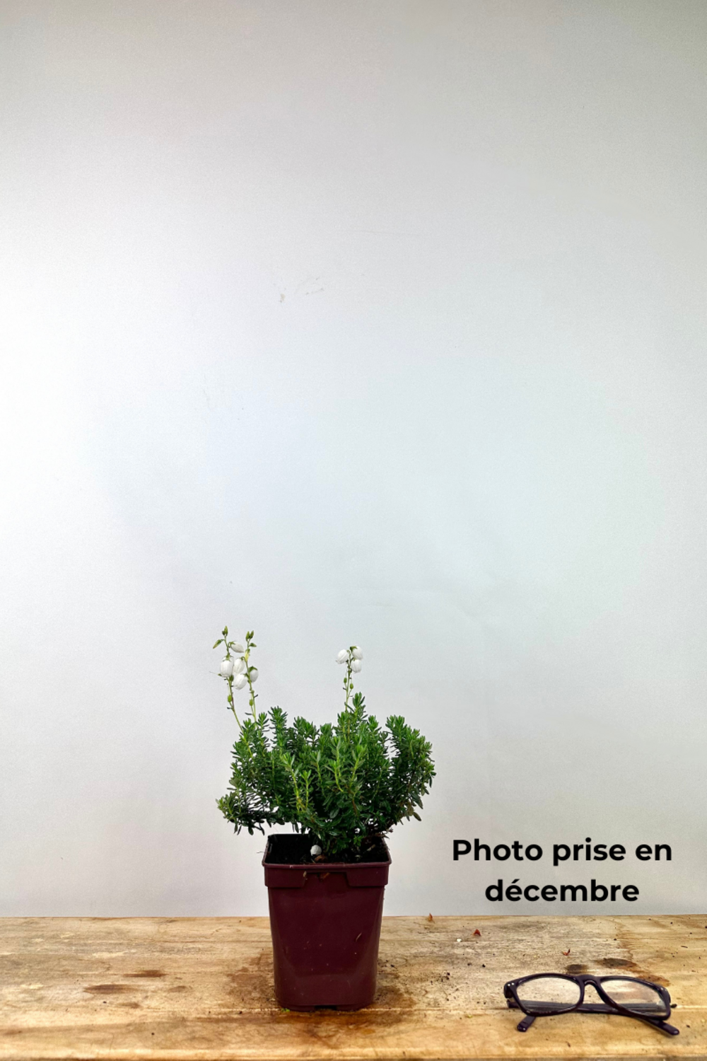  Bruyère D'irlande'ute' - En Pot De 1 Litre