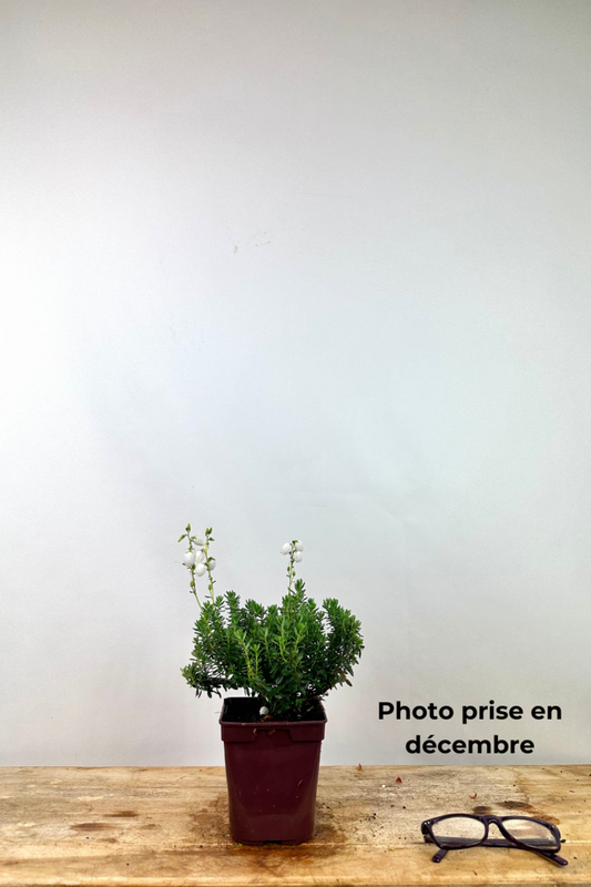  Bruyère D'irlande'ute' - En Pot De 1 Litre