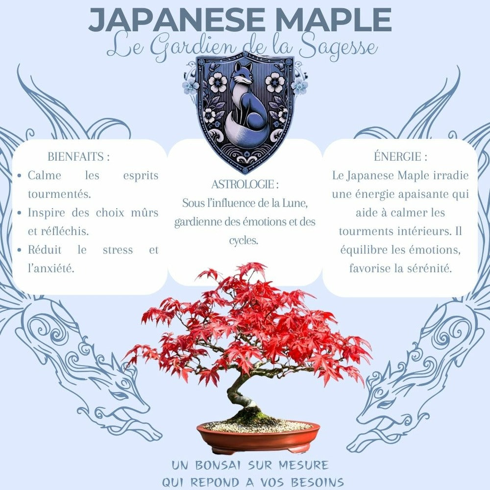  Cultivea- Kit First Bonsai Japanese Maple Avec Accesoires