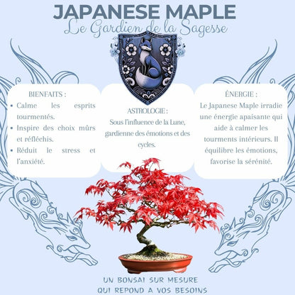  Cultivea- Kit First Bonsai Japanese Maple Avec Accesoires