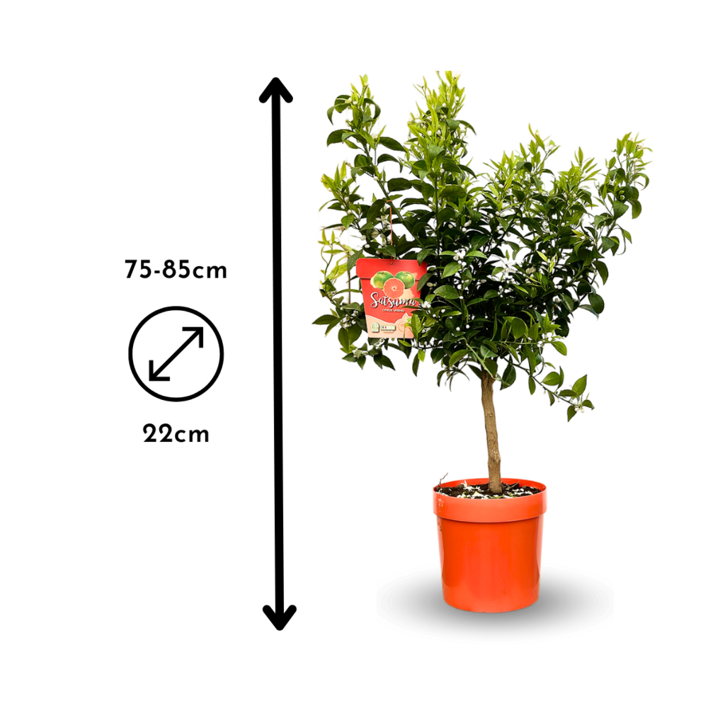  Mandarinier Satsuma - Agrume Méditerranéen - Arbre Fruitier - ↕ 75-85 Cm - ⌀ 22 Cm - Résiste Au Gel