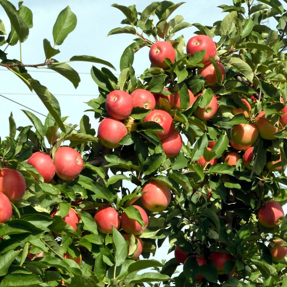  Pommier - Set De 3 - Malus - Hauteur 60-70cm - ⌀9cm