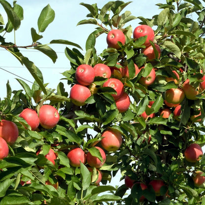  Pommier - Set De 3 - Malus - Hauteur 60-70cm - ⌀9cm