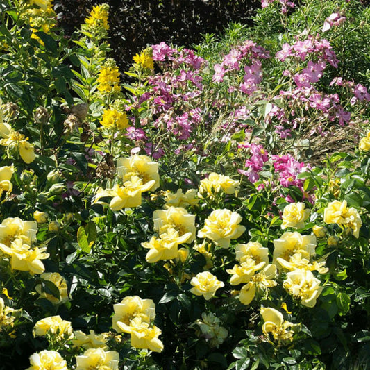  Rosier Arbustif Decorosier® Suneva® 'noalesae'/[-]pot De 2l - 40/60 Cm