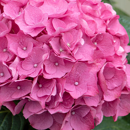  Hydrangea Macrophylla Early Pink - Hortensia - Hortensia Commun - Plantes De Jardin - 20-30 Cm