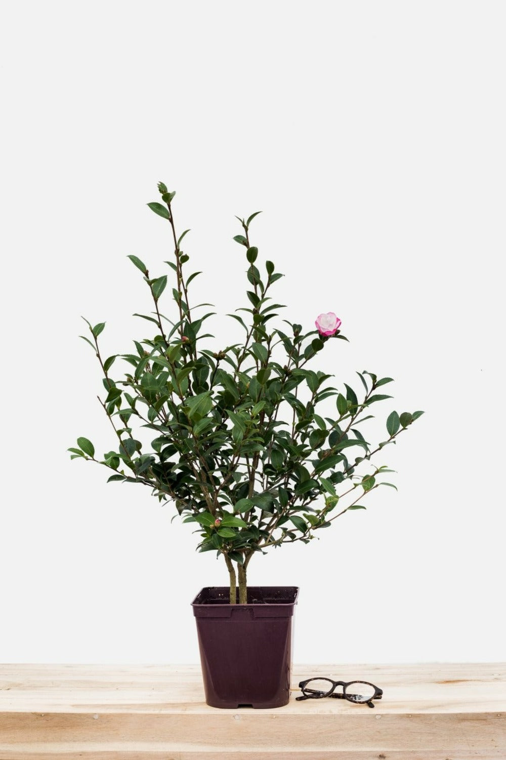  Camélia 'blush' - En Pot De 1 Litre