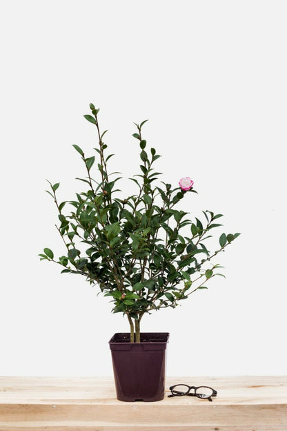  Camélia 'blush' - En Pot De 1 Litre