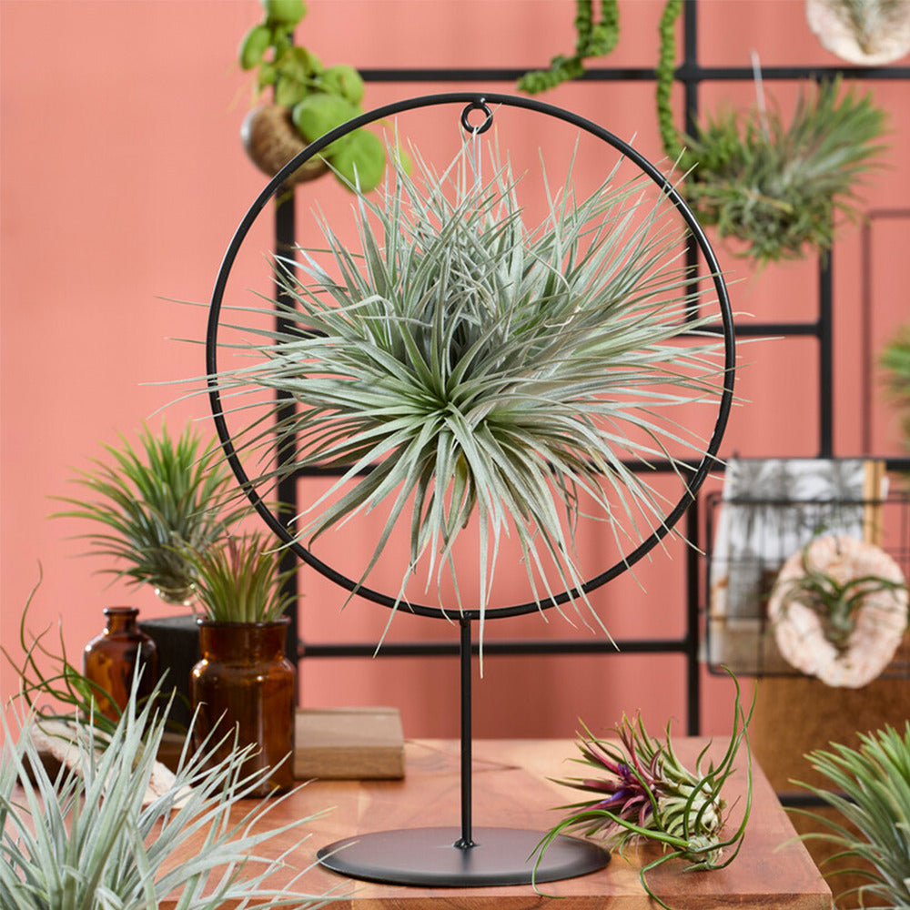  Bloomique - Tillandsia Magic Ball En Anneau - Plante Aérienne - Plante D’intérieur - 30 Cm De Haut