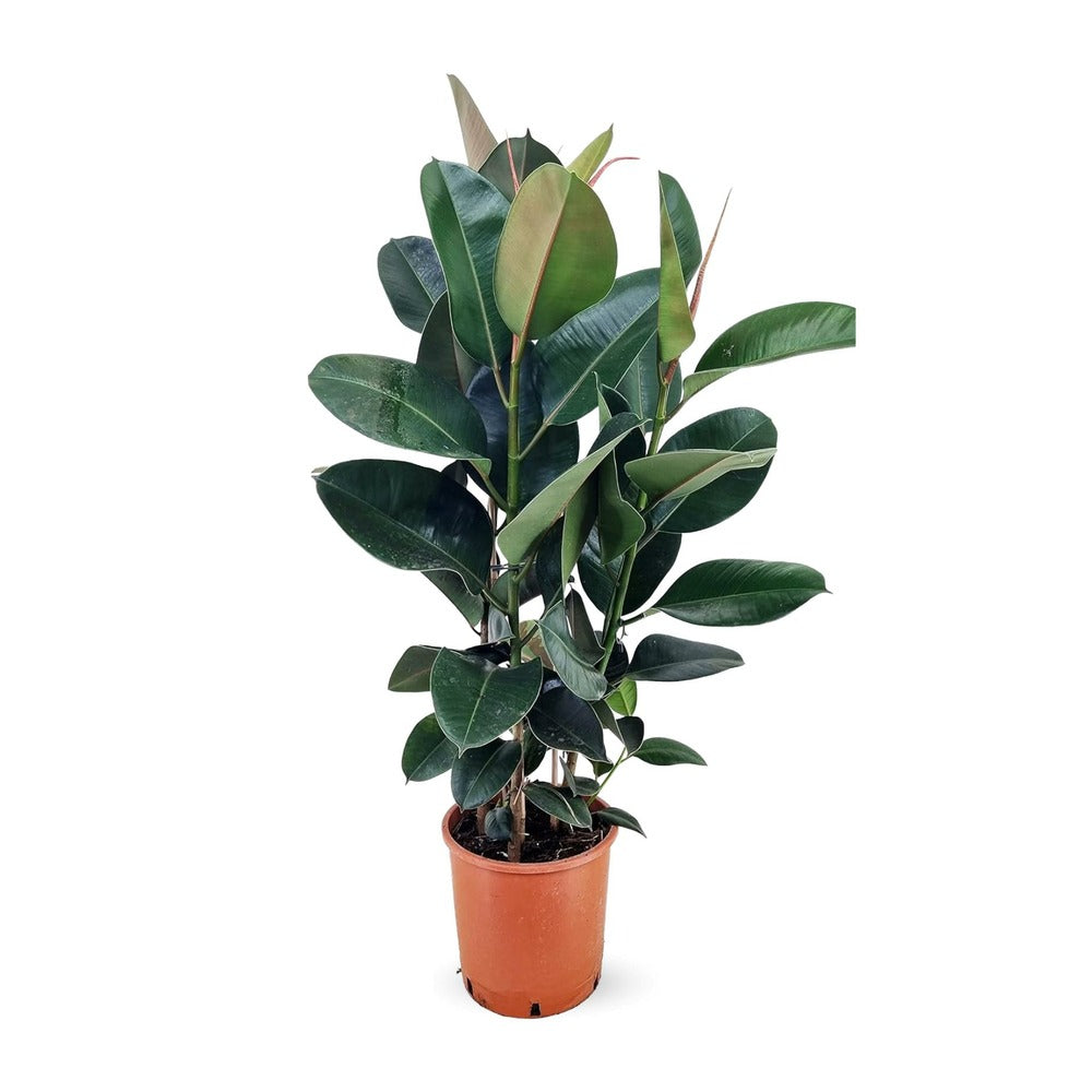  Ficus Elastica Robusta - Plante Caoutchouc - ↕ 70-80 Cm - ⌀ 24 Cm - Plante D'intérieur