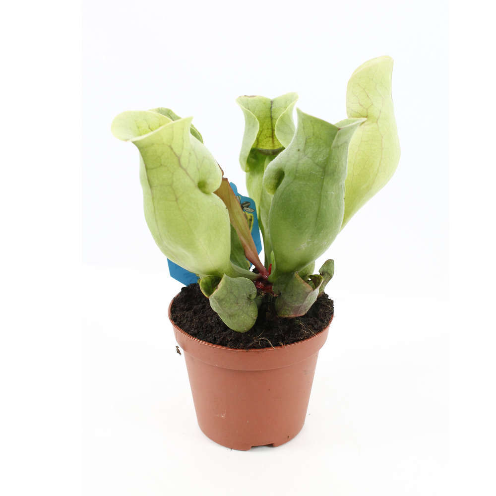  Sarracénia : Plante Ø8cm Pot