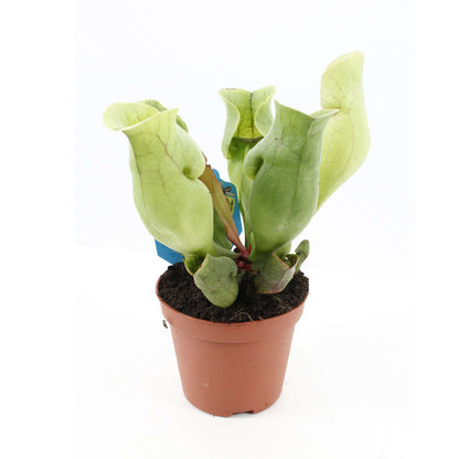  Sarracénia : Plante Ø8cm Pot