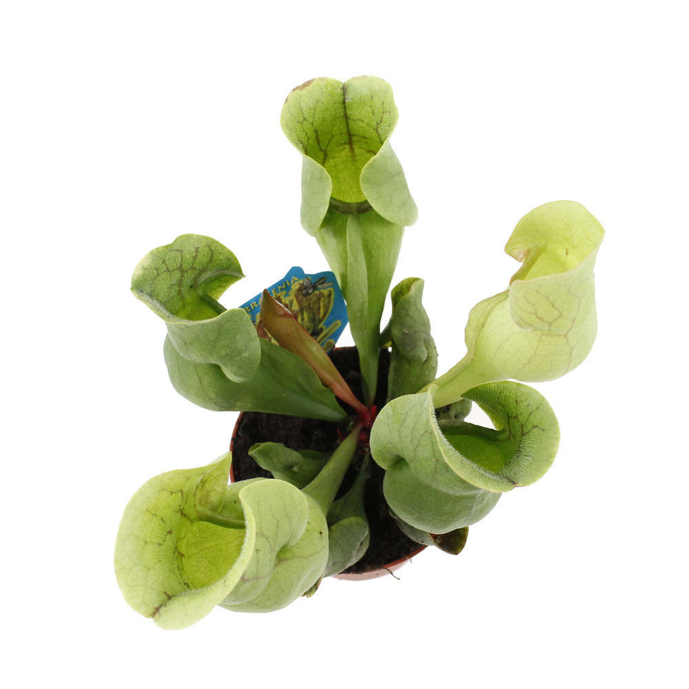  Sarracénia : Plante Ø8cm Pot