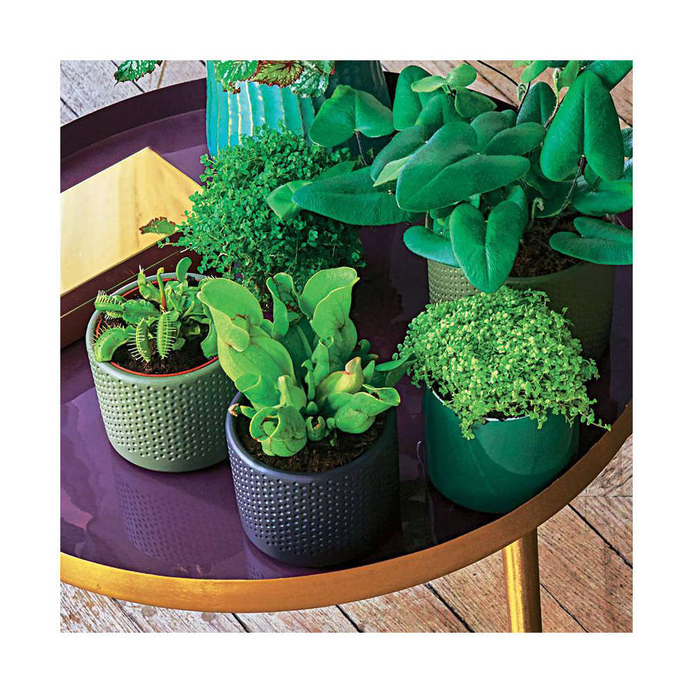  Sarracénia : Plante Ø8cm Pot