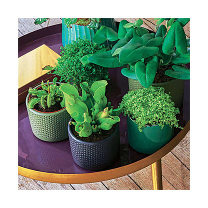  Sarracénia : Plante Ø8cm Pot