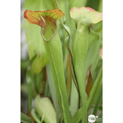  Sarracénia : Plante Ø8cm Pot