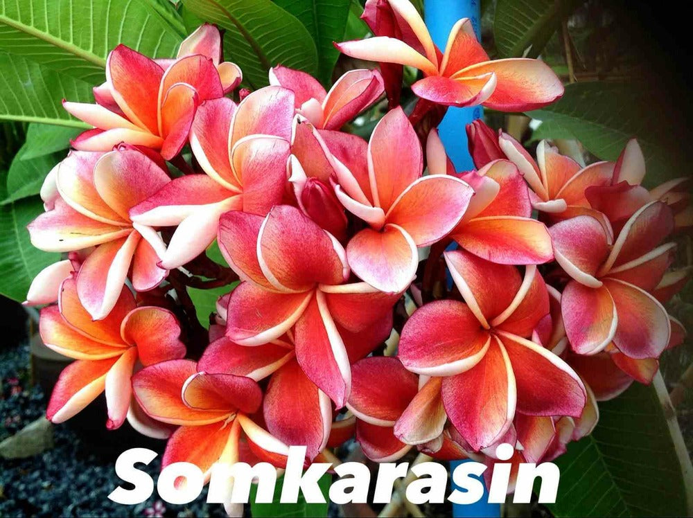  Plumeria Rubra "somkarasin" (frangipanier) Couleur Floraison:orange - Pot De 2 Litres ? 20/30 Cm