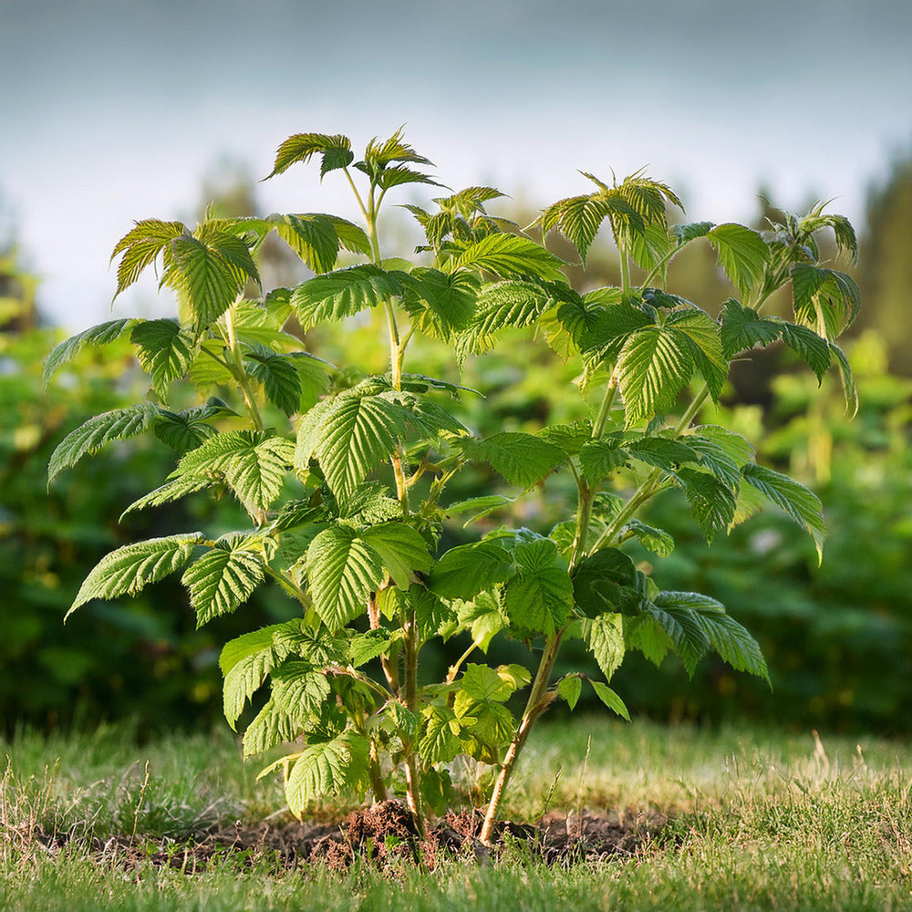  Framboisier - Set De 2 - Rubus Idaeus 'malling Promise' - H50-60cm - ⌀15cm