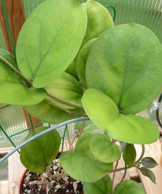  Hoya Lambii (fleur De Porcelaine, Fleur De Cire) Jaune - Taille Pot De 2 Litres - 20/40 Cm